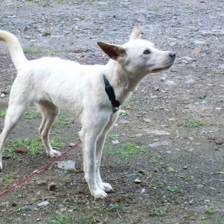 白い雌犬の里親募集します！