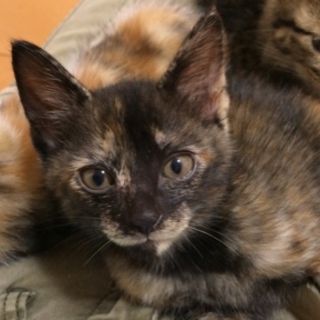 生後1ヶ月半位　おっとりなサビ猫ちゃん
