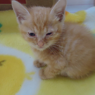 捨て猫の里親さん募集