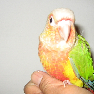 ウロコインコ（パイナップル）