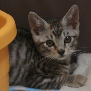 神奈川県　サバトラの仔猫　２ヶ月弱