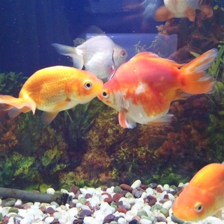 金魚の里親募集
