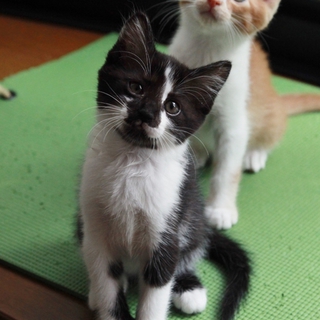 処分依頼で持ち込まれた仔猫さん。。。
