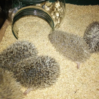 応募者が多数の為、募集終了します
