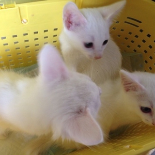 真っ白な仔猫♪
