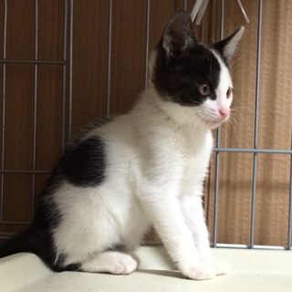 子猫の兄弟です！