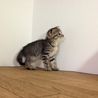 スコじゃないです サムネイル4