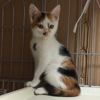 生後3カ月の三毛猫ちゃん！