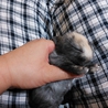 ネザーの仔うさぎ生後2ヶ月半(キャンセル待ち) サムネイル2