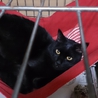 【黒猫】ふーちゃん（仮名） サムネイル2
