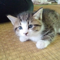 5月1日生まれの姉妹のねこちゃん里親募集