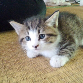 5月1日生まれの姉妹のねこちゃん里親募集