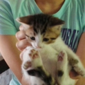 5月1日生まれの姉妹のねこちゃん里親募集