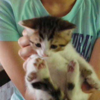 5月1日生まれの姉妹のねこちゃん里親募集