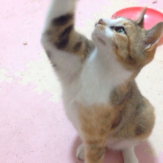 ★生後1年☆里親募集★