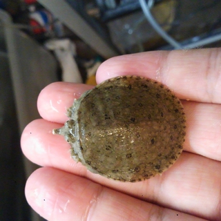 シナスッポン