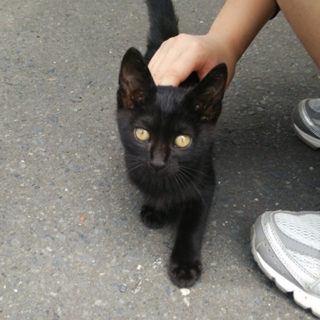 よろしくお願いします！