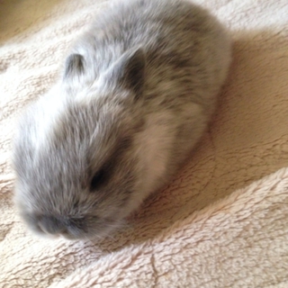 二ヶ月のうさちゃん
