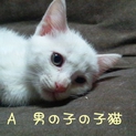 保護しました☆彡5匹！2ヶ月の男の子