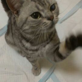 どうかボクの里親さんになって下さい！