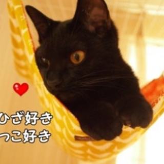 鍵しっぽ、エイズ、黒猫、犬猫ＯＫ