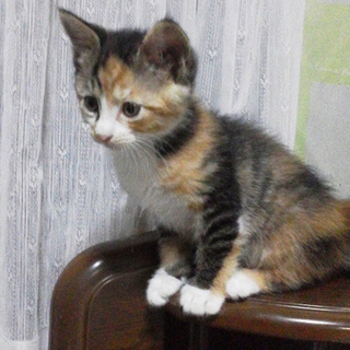 おっとり可愛い三毛猫です