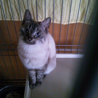 至急です(>_<)