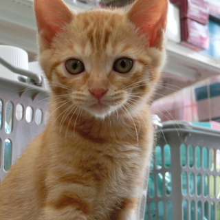 茶トラ子猫メス「まっちゃ（仮名）」