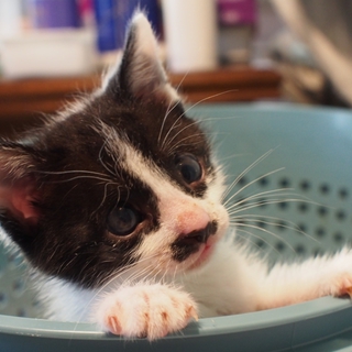 ハンデのある子猫ちゃんが家族を募集中です！