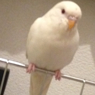 白くて美形なセキセイインコ