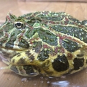 素敵な里親様に決まりました
