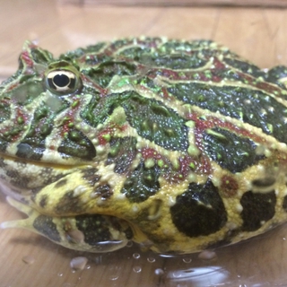 素敵な里親様に決まりました