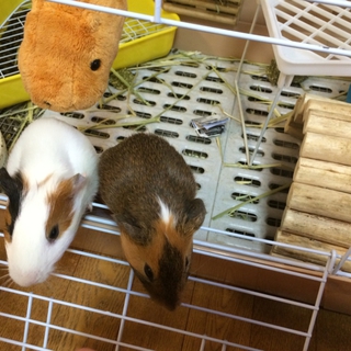生後3ヶ月、短毛モルモット ♂オス2匹