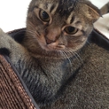 茶系色 垂れ耳ねこくん 去勢手術済み