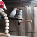 文鳥さんの里親募集します。
