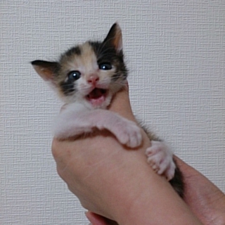 きれいな柄です。