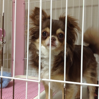 チワワ  マロン 飼い主募集