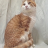 オレで良ければ サムネイル7