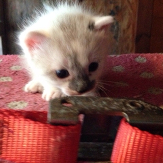 生後2ヶ月 鼻だけ黒のチャーミングな猫ちゃん