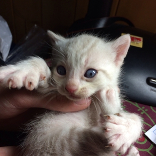 生後2ヶ月 白にクリームキジの仔猫です♥︎