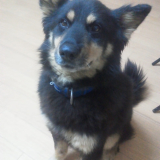 福岡県より、きよし君の家族募集！