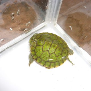 約5cmのミドリガメです。」島根県 - 爬虫類・他の里親募集(40068