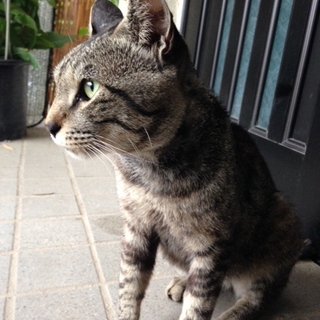 1歳～2歳未満のオスのキジ猫です