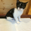 ★黒猫?白猫？バク柄の女の子♀☆【動画みれます】