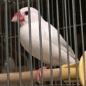 白文鳥の里親様募集！