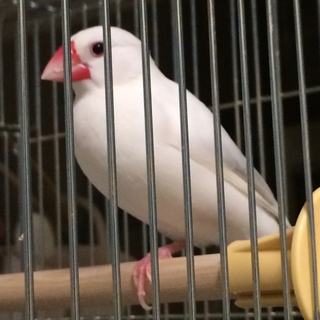 白文鳥の里親様募集！