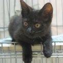 黒猫姉弟　長女　おーたん　