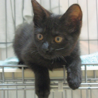 黒猫姉弟　長女　おーたん　