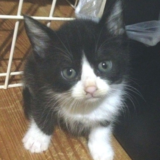 神奈川県　５兄弟　トムキャット　１ヶ月半