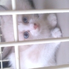 きれいで人懐こい子猫です サムネイル2
